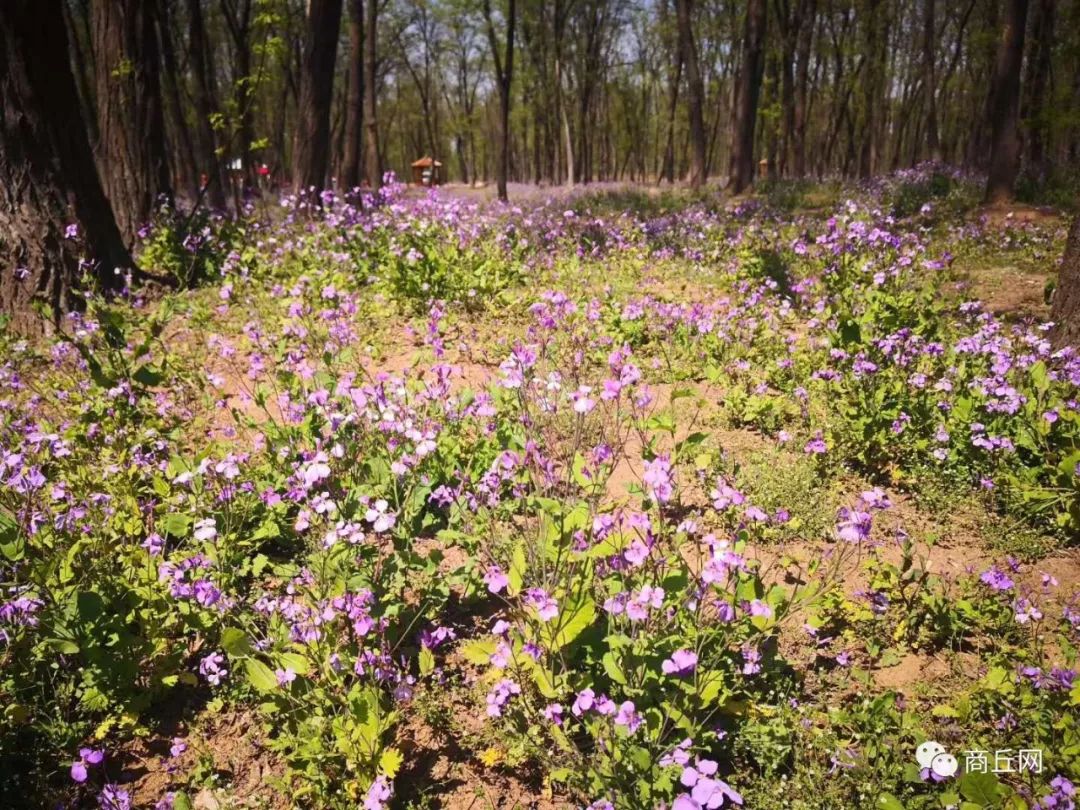 黄河故道50公里越野赛,徒步穿越黄河故道