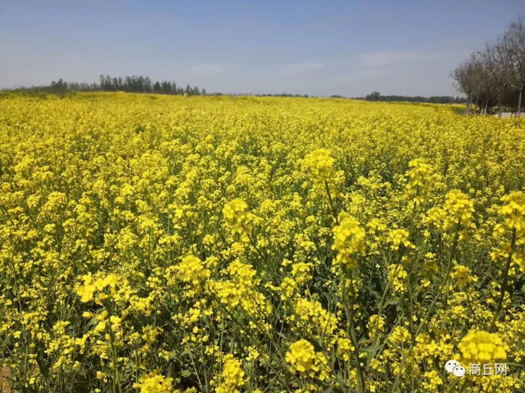 黄河故道50公里越野赛,徒步穿越黄河故道