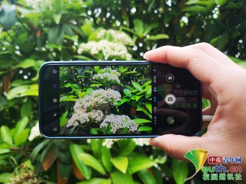 石楠花有什么独特的气味,石楠花是个什么气味