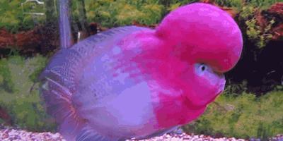 养罗非要注意什么,如何快速养罗非