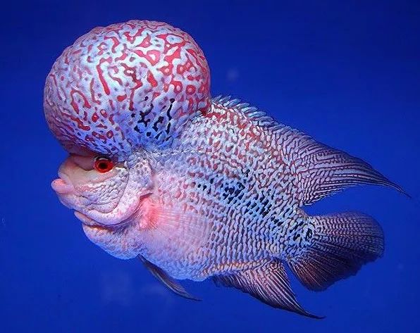 养罗非要注意什么,如何快速养罗非