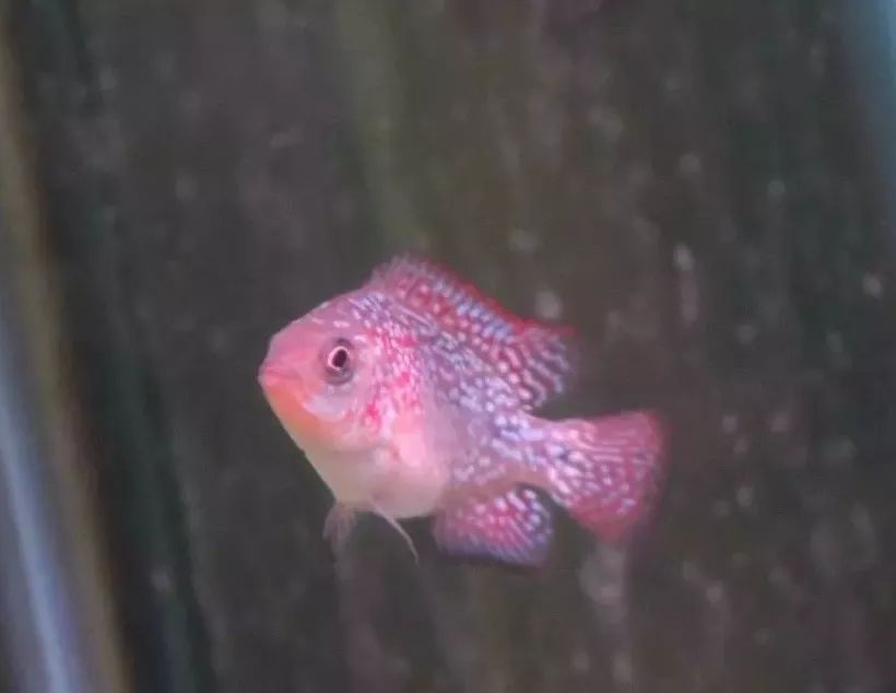 养罗非要注意什么,如何快速养罗非