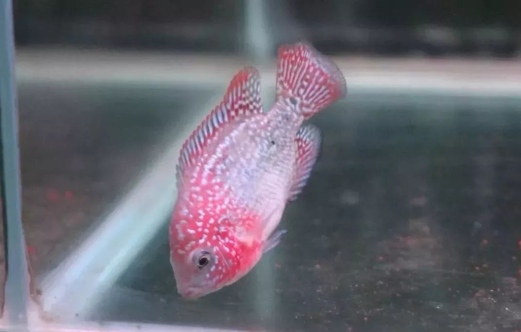 养罗非要注意什么,如何快速养罗非