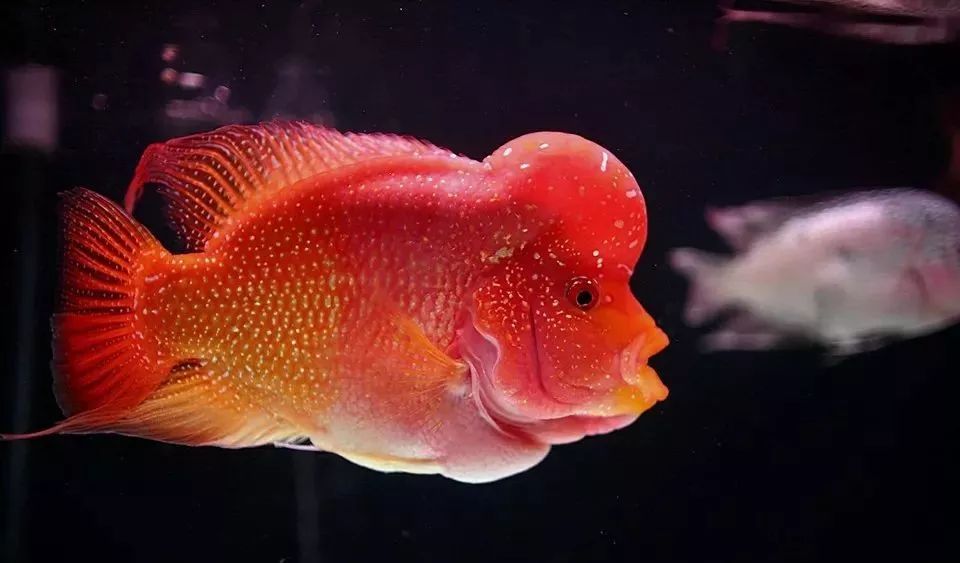 养罗非要注意什么,如何快速养罗非