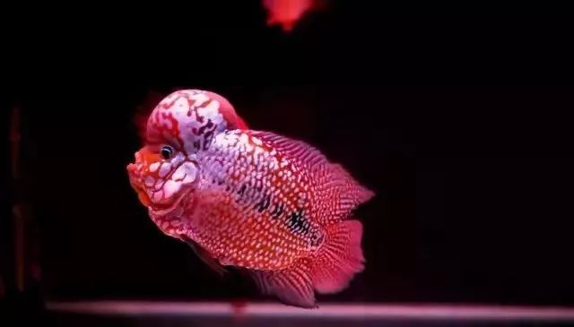 养罗非要注意什么,如何快速养罗非