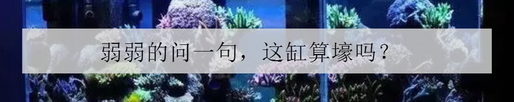 日常鱼缸维护注意事项大全,大型鱼缸维护十大技巧