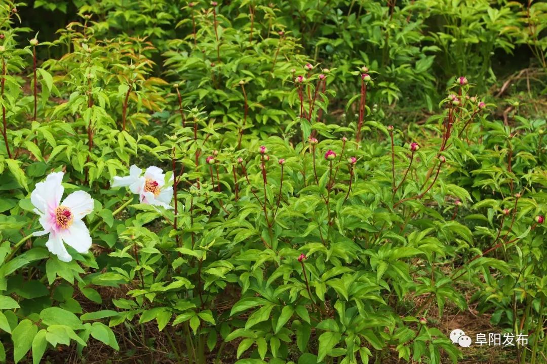 新疆昭苏县千亩芍药盛开,3a景区有哪些村