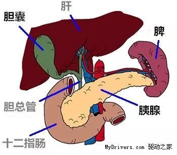 写给被我们割掉的子宫、扁桃体、胆囊、脾、卵巢、阑尾的祭文，割掉后果……