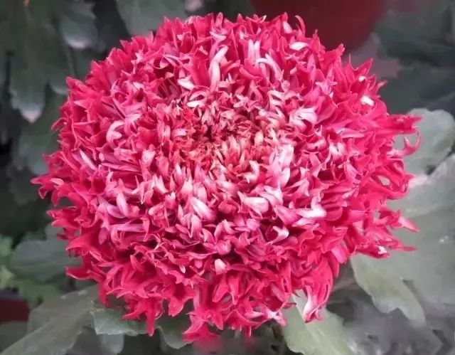 世界最美菊花图整整80种太珍贵了,世界上最美的菊花叫什么名字