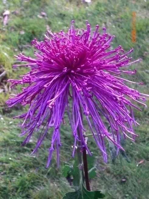 世界最美菊花图整整80种太珍贵了,世界上最美的菊花叫什么名字