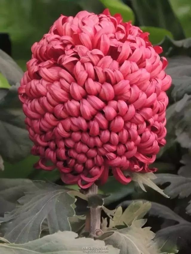 世界最美菊花图整整80种太珍贵了,世界上最美的菊花叫什么名字