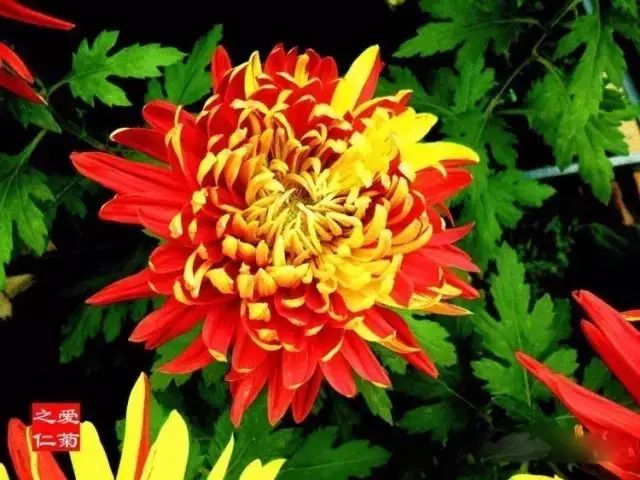 世界最美菊花图整整80种太珍贵了,世界上最美的菊花叫什么名字