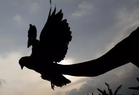 最贵赛鸽多少钱一只什么品种,天价赛鸽对鸽子有什么启示