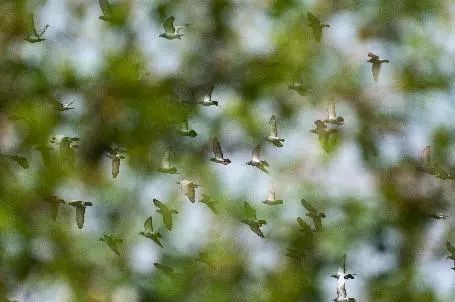 最贵赛鸽多少钱一只什么品种,天价赛鸽对鸽子有什么启示