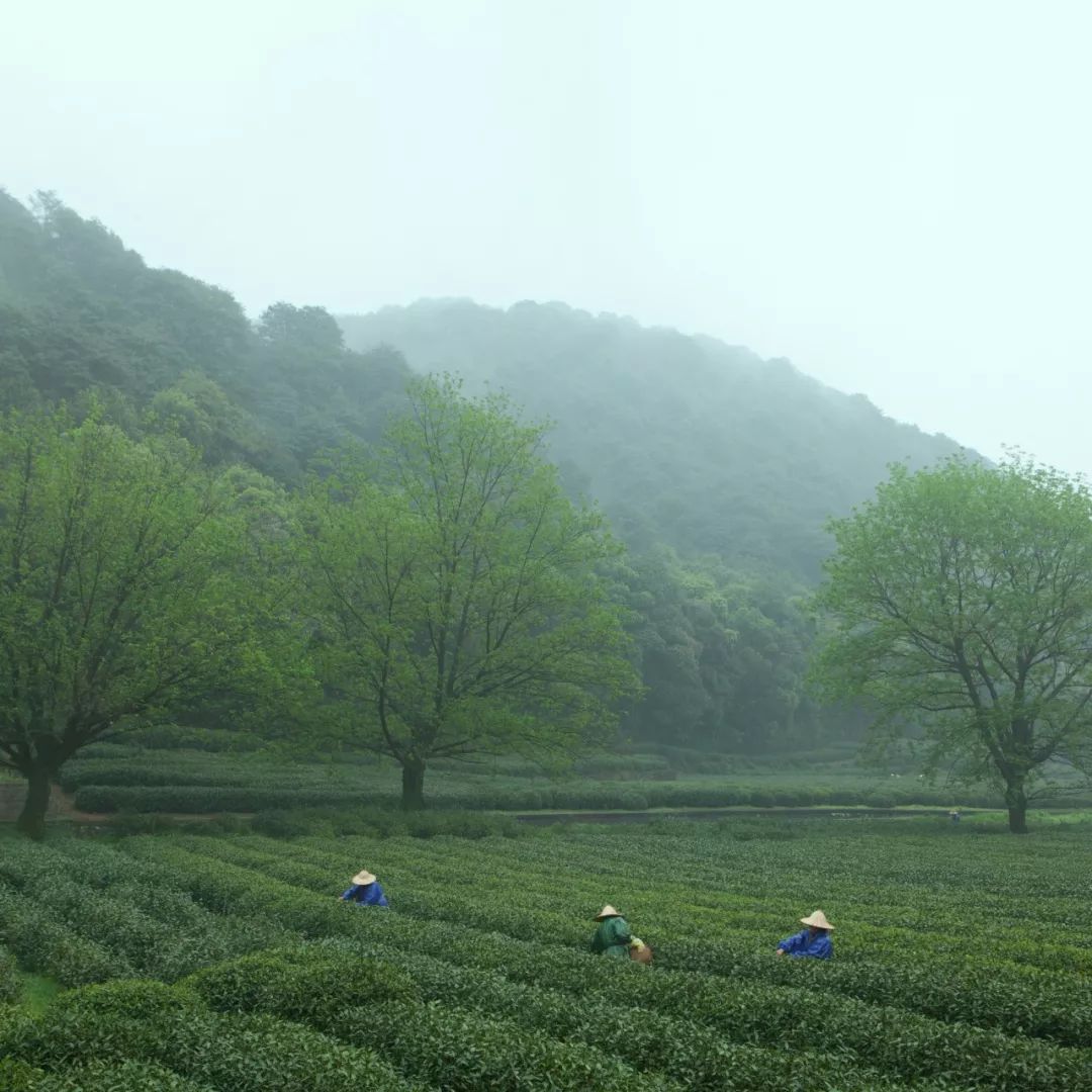 谷雨喝茶养生健康,谷雨节气与喝茶
