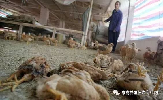 家禽流感特效药,家禽新城疫用什么药