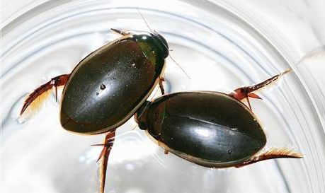 吃虫的怪物,吃虫虫真实视频