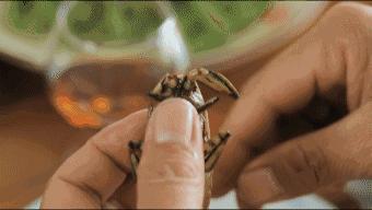 吃虫的怪物,吃虫虫真实视频