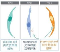 盐的咸味是哪来的？|No.151