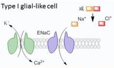 盐的咸味是哪来的？|No.151