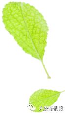 太平鸟折扣1号店直播,太平鸟清仓一折直播