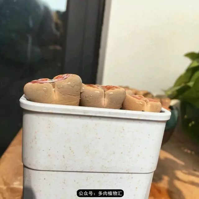 听说这段时间，肉友都在疯狂手撕屁屁？别了吧，再撕屁屁就烂了！
