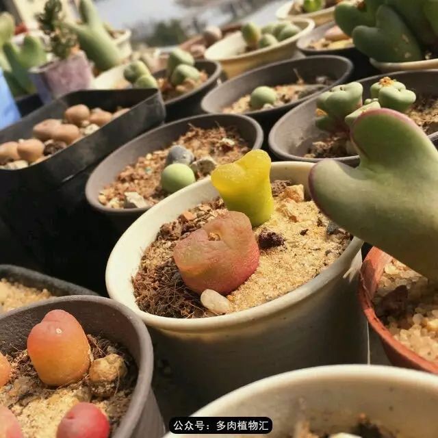 听说这段时间，肉友都在疯狂手撕屁屁？别了吧，再撕屁屁就烂了！