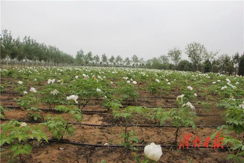 板岩镇强化党建引领促进乡村振兴,腊竹底村党建引领助推乡村振兴