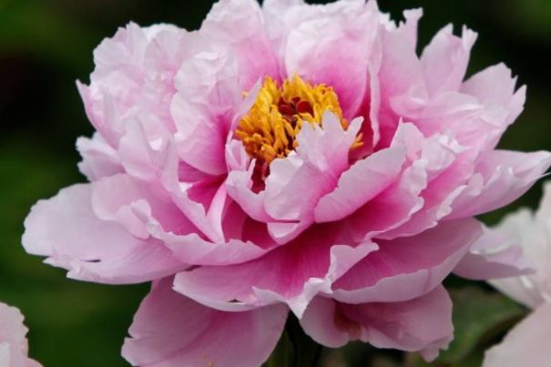 【方志四川•节气】刘艳平‖谷雨：雨生百谷，春从此别夏将至