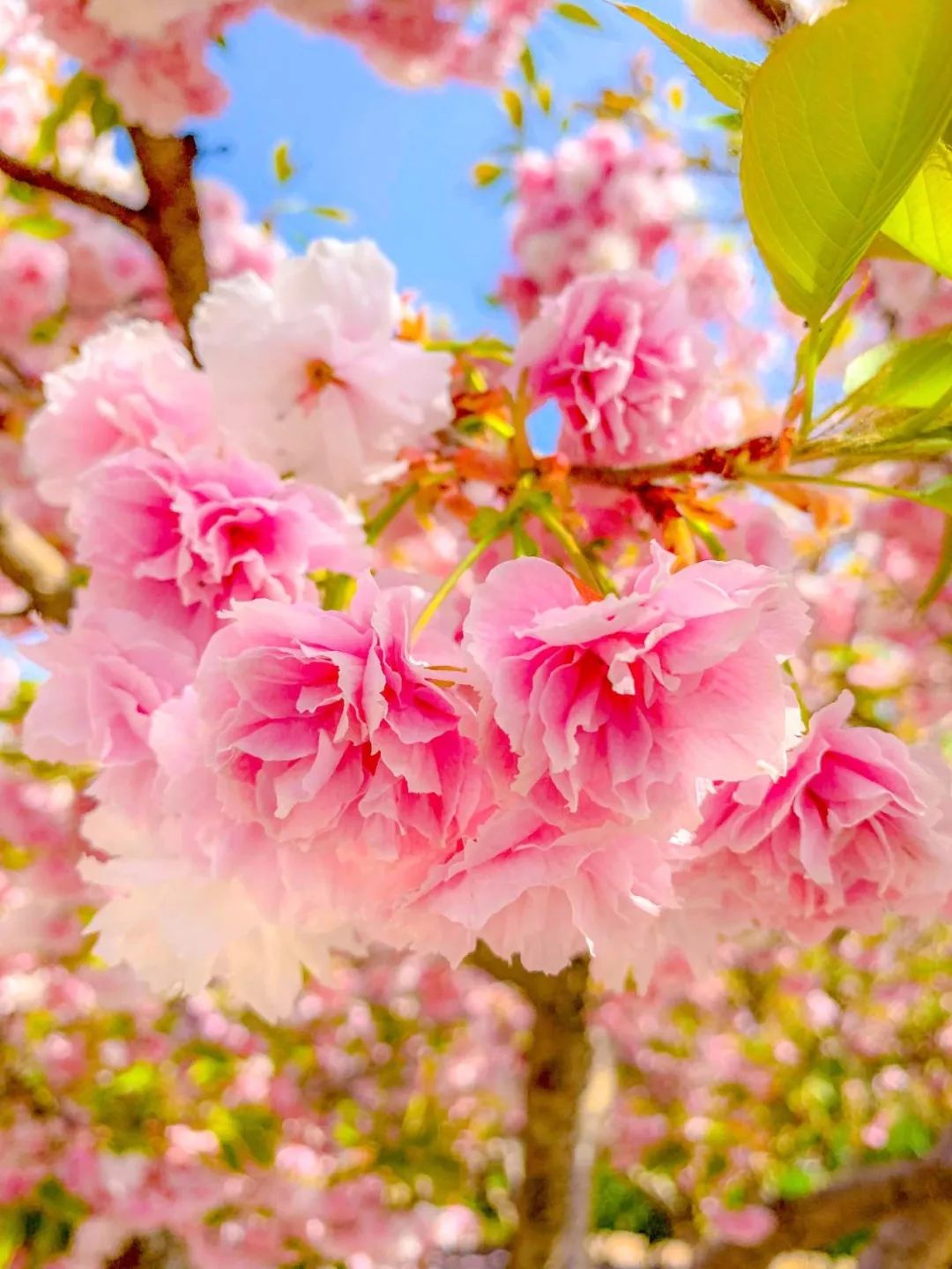 鑱婂煄濮滃牑涔愬洯妯辫姳,鑱婂煄濮滃牑妯辫姳涔愬洯