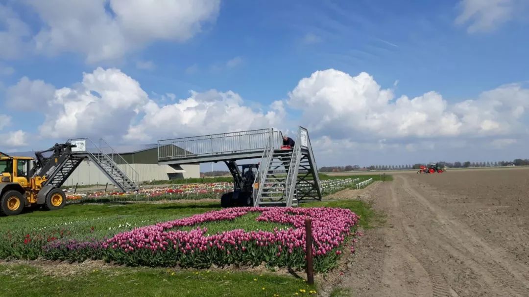 乘坐直升飞机观赏郁金香，可以进入花田自拍采摘，花不了多少钱