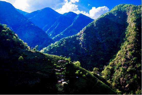 拼多多多多果园的商业模式,拼多多重塑中国农业产业链