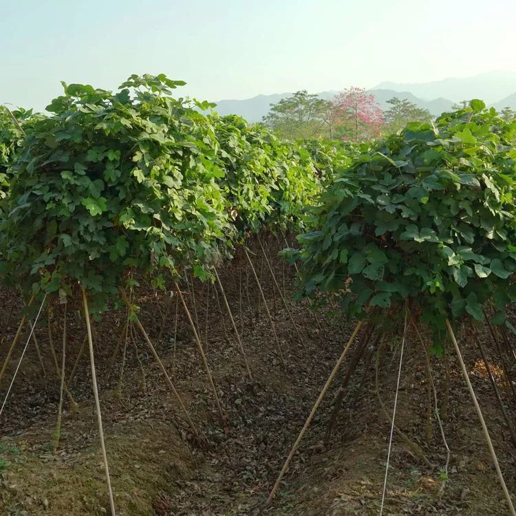 肇庆砚洲岛美景,行摄肇庆