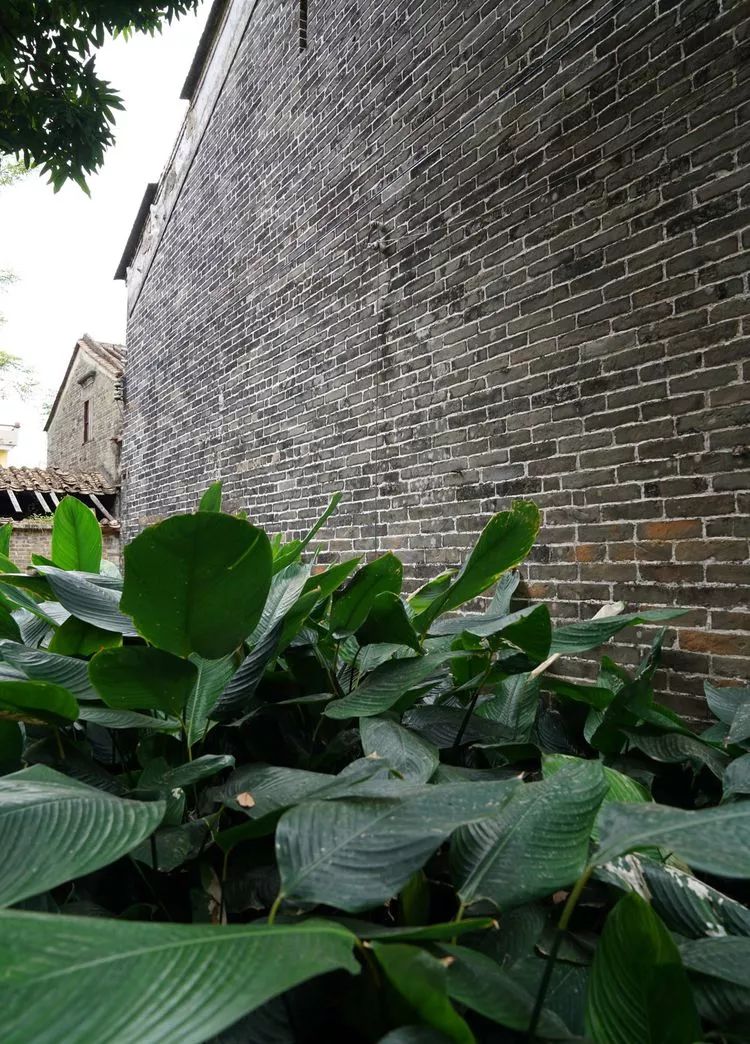 肇庆砚洲岛美景,行摄肇庆