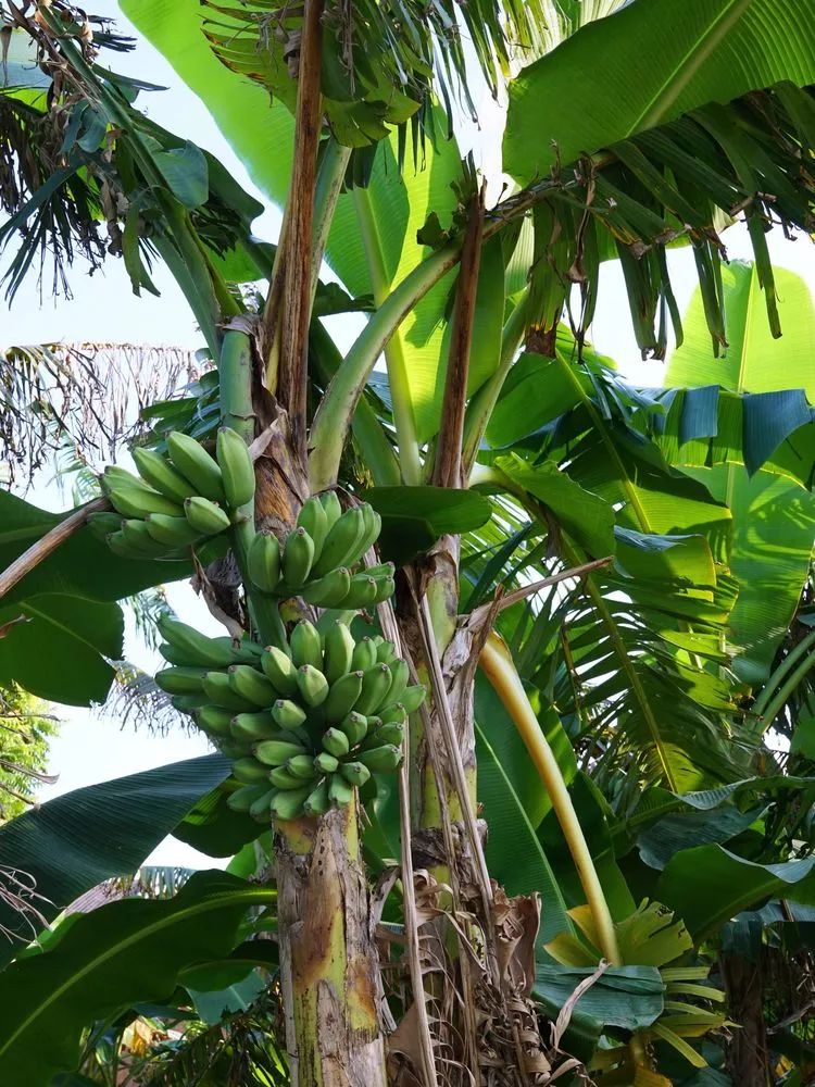 肇庆砚洲岛美景,行摄肇庆