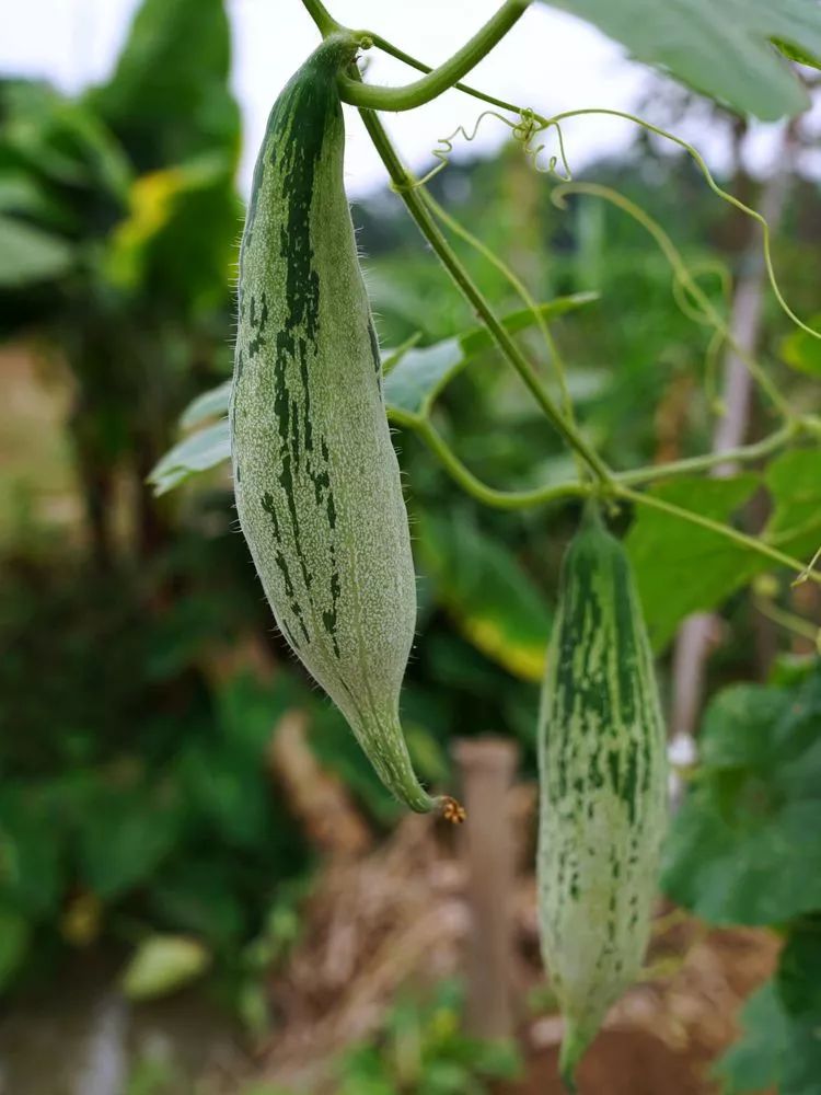 肇庆砚洲岛美景,行摄肇庆