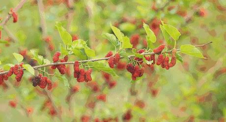 野外发现的桑葚可以直接吃吗,树上摘的桑葚能不能吃