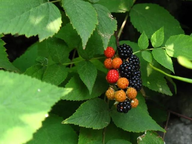 野外发现的桑葚可以直接吃吗,树上摘的桑葚能不能吃