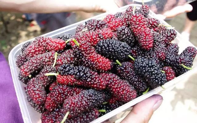 野外发现的桑葚可以直接吃吗,树上摘的桑葚能不能吃