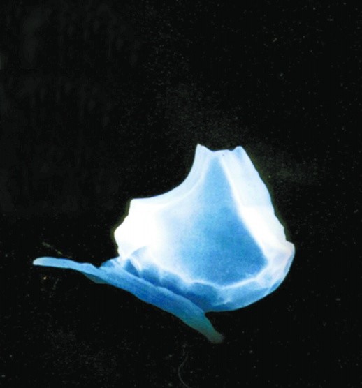 婀栨箻涓囧勾鍙ょɑ鏀圭紪,婀栧崡鍙戠幇鐨勬渶鏃╃殑鍙ゆ牻鍩圭ɑ