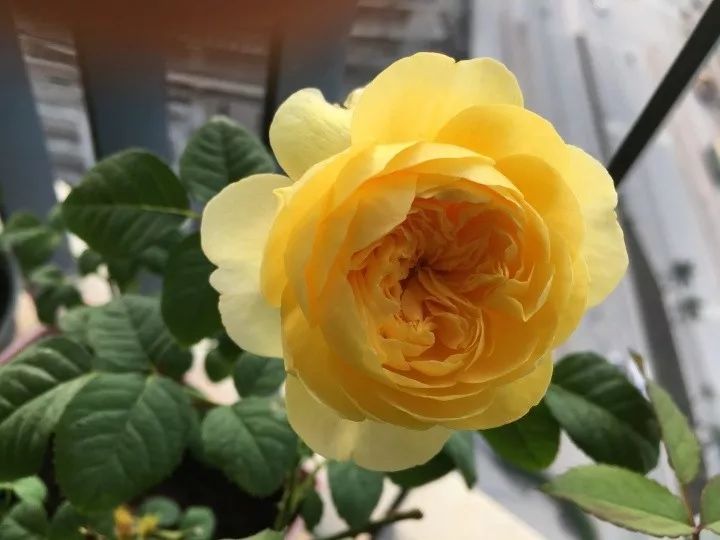 月季美植袋大苗,安徽品种月季袋苗大量供应