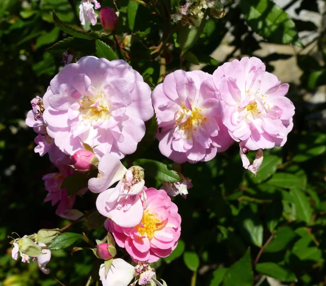 月季美植袋大苗,安徽品种月季袋苗大量供应