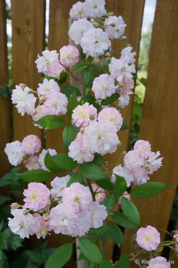 月季美植袋大苗,安徽品种月季袋苗大量供应