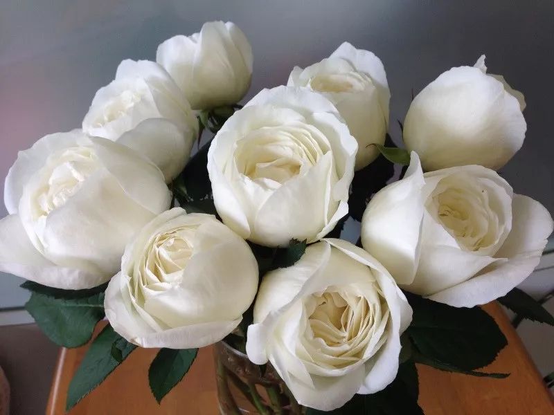 月季美植袋大苗,安徽品种月季袋苗大量供应