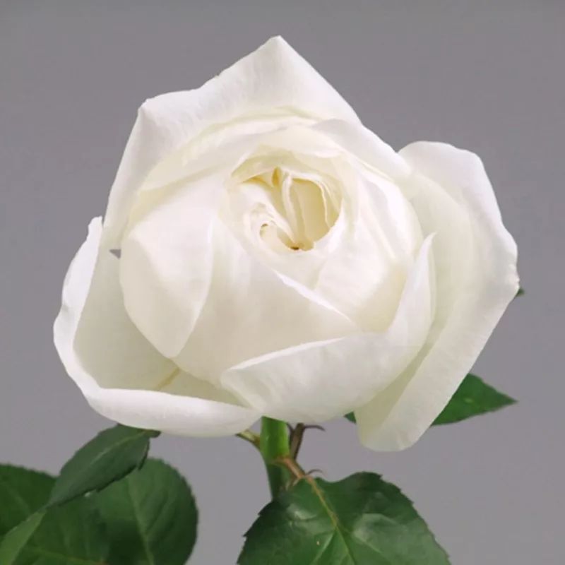 月季美植袋大苗,安徽品种月季袋苗大量供应