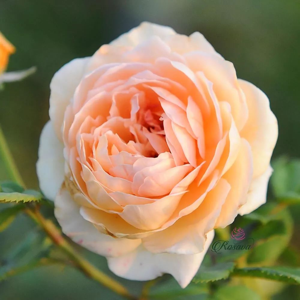 月季美植袋大苗,安徽品种月季袋苗大量供应