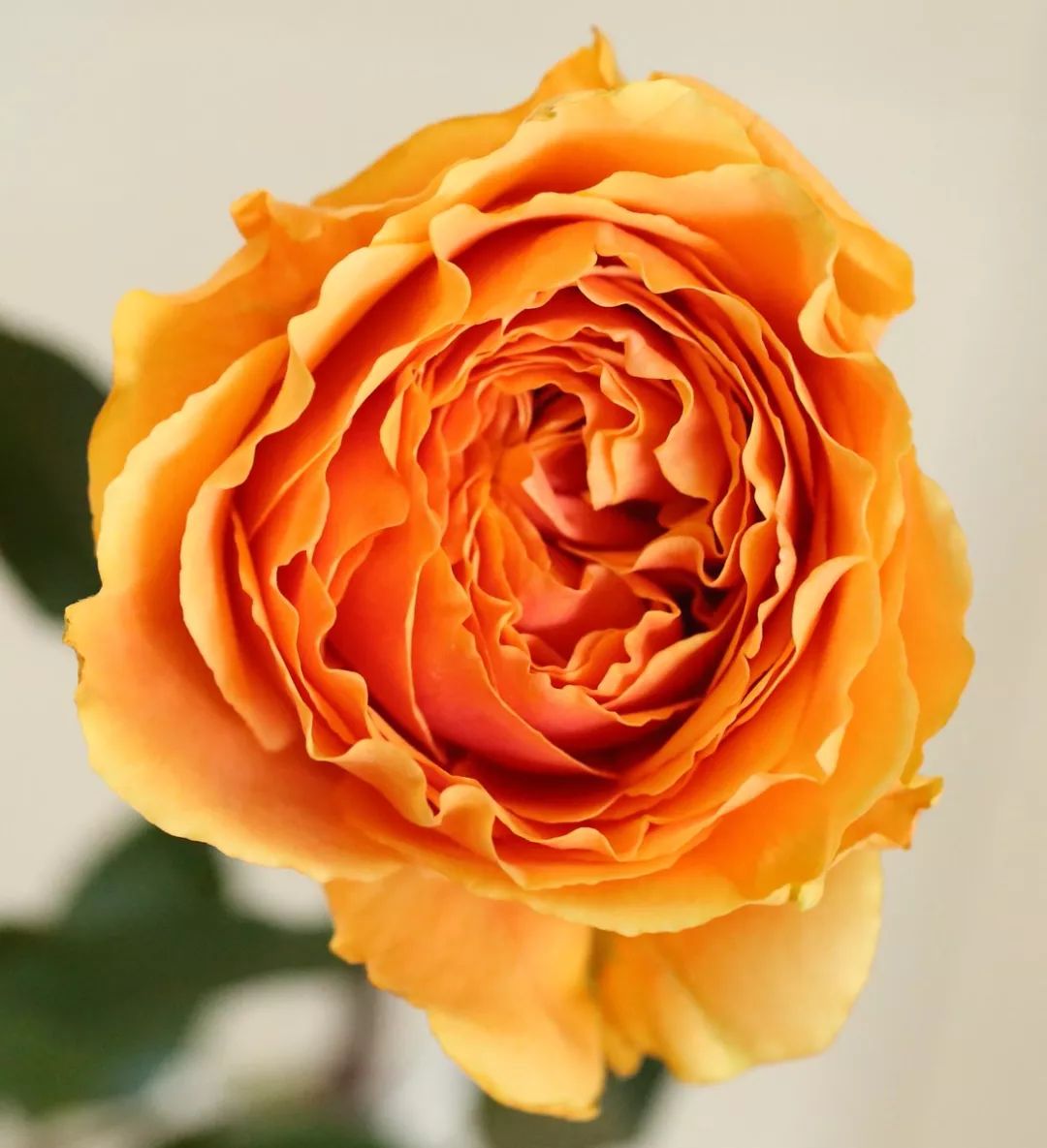 月季美植袋大苗,安徽品种月季袋苗大量供应