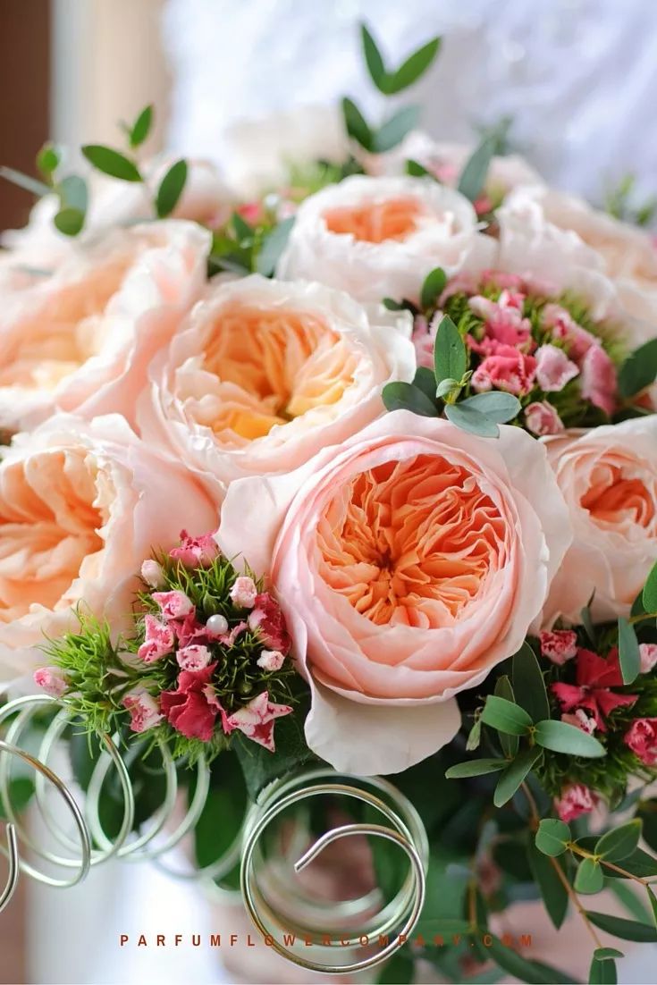 月季美植袋大苗,安徽品种月季袋苗大量供应