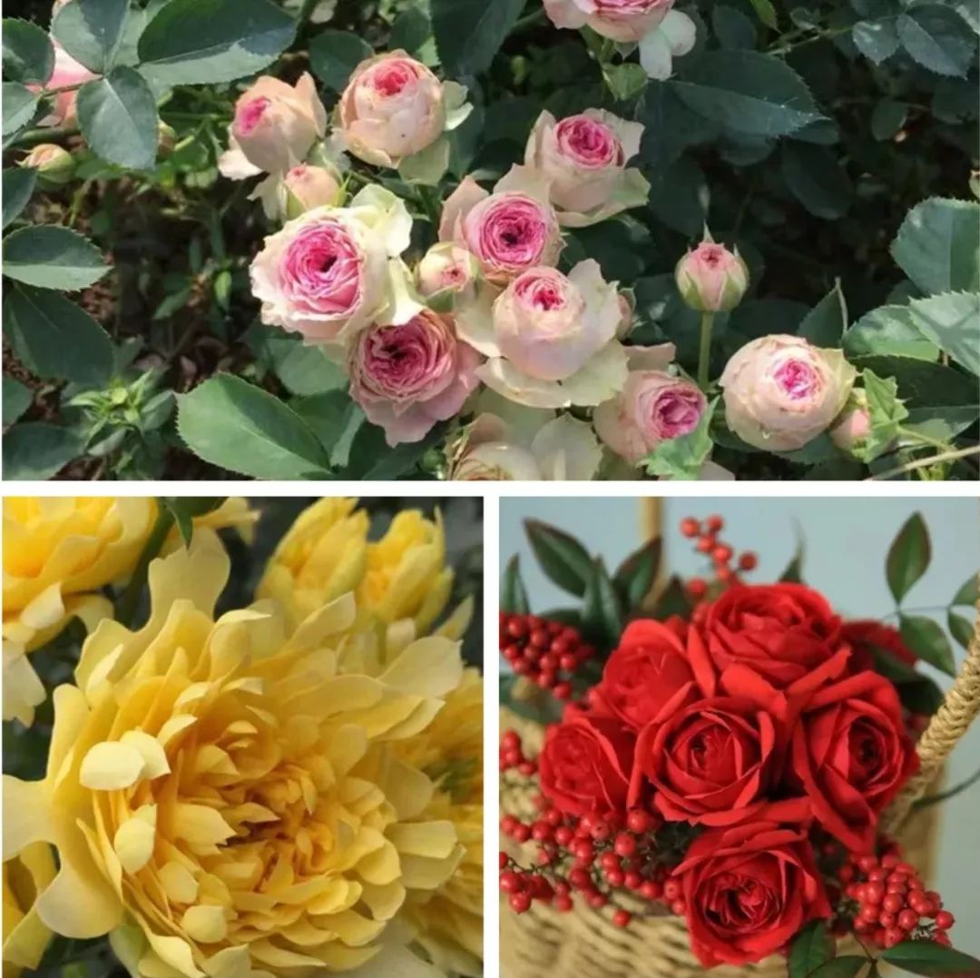 月季美植袋大苗,安徽品种月季袋苗大量供应