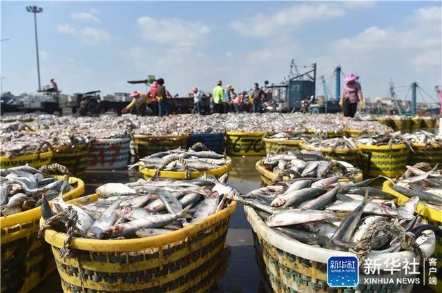 接下来福建人都在吃梭子蟹,接下来福建人开始吃什么菜